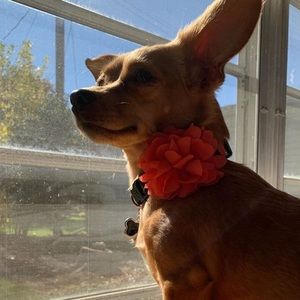 Meet your Posher, Sydney